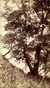 1858 lf in tribune 2002.316.1_tiny